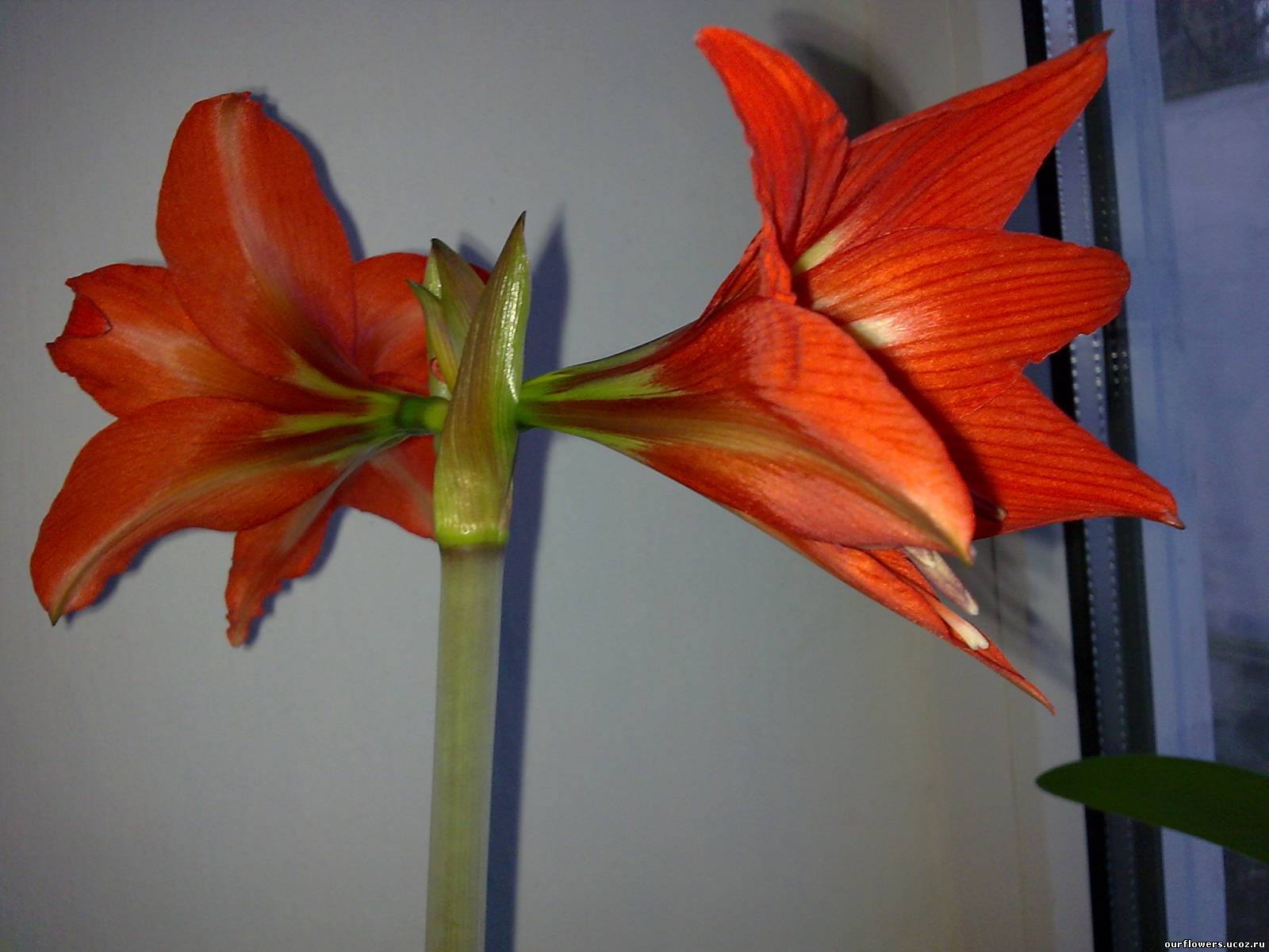 Как называется цветок с длинными узкими листьями и красным цветком на длинном стебле фото